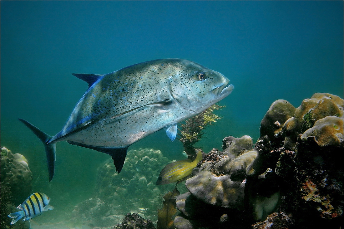 trevally