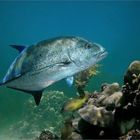 trevally