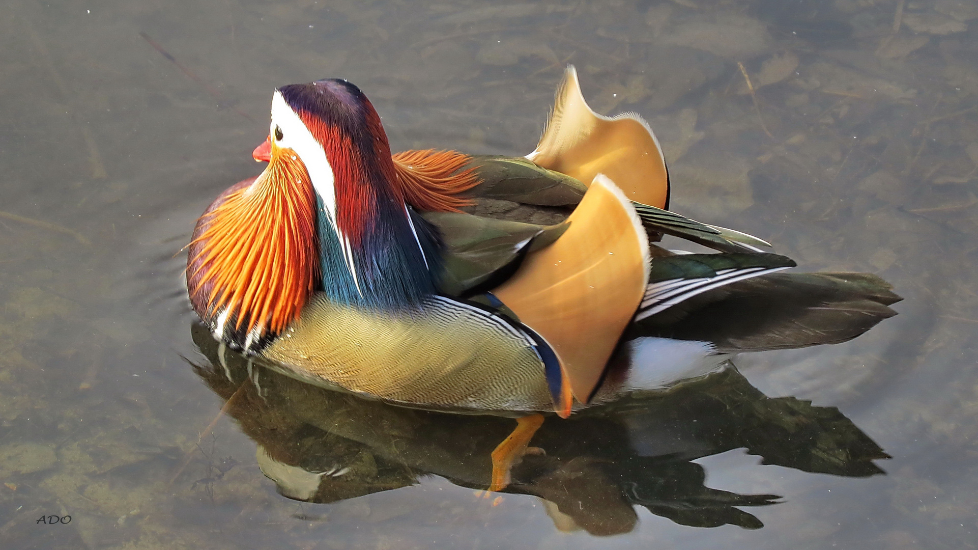 Trevor - a Mandarin Duck