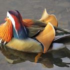 Trevor - a Mandarin Duck