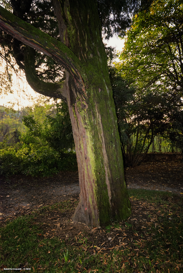 Trezzo d'Adda, grande albero