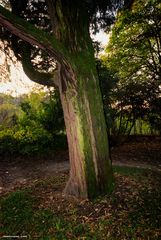 Trezzo d'Adda, grande albero