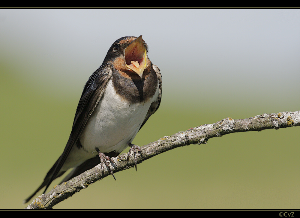 tritratrallala Foto & Bild tiere, wildlife, wild lebende vögel