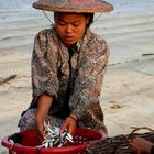 Triage des poissons sur la cote Birmane