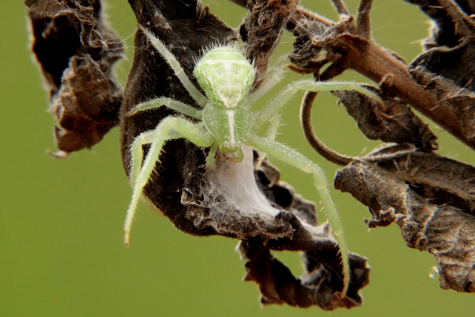 Triangel-Krabbenspinne