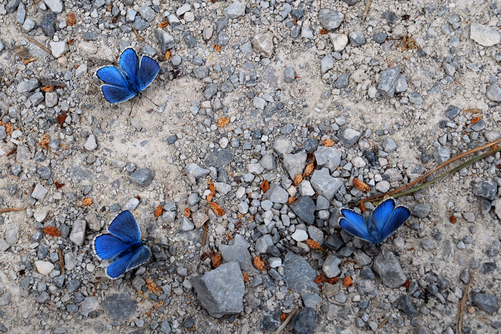 Triangle in Blue