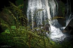 Triberger Wasserfall mit Waldfarn