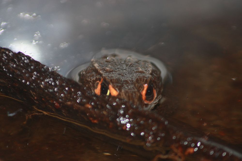 Tribolonotus Gracilis Foto & Bild tiere, haustiere, terraristik