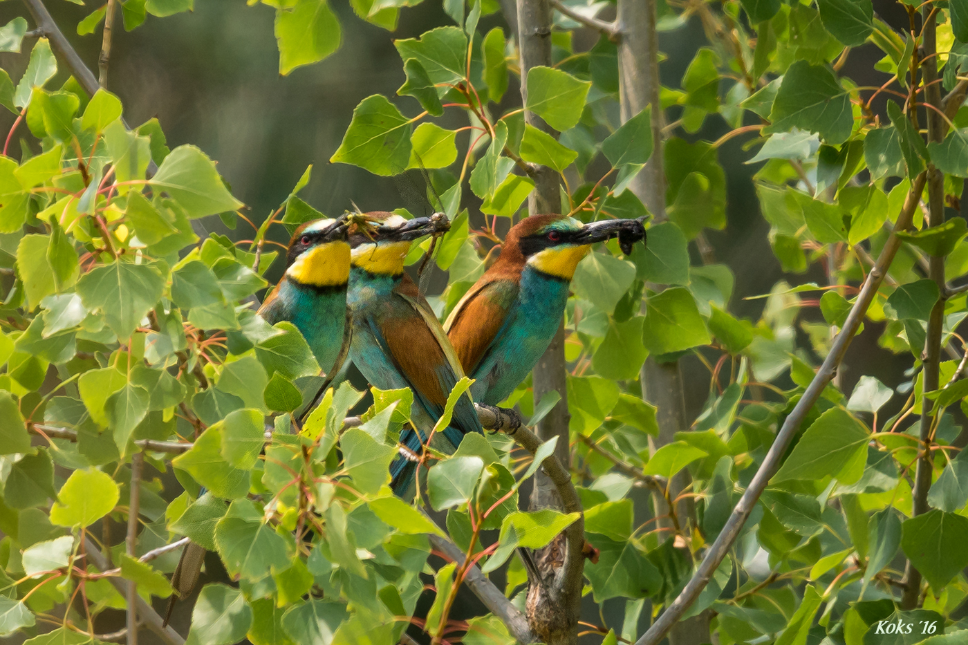 tribus Merops apiaster