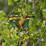 tribus Merops apiaster