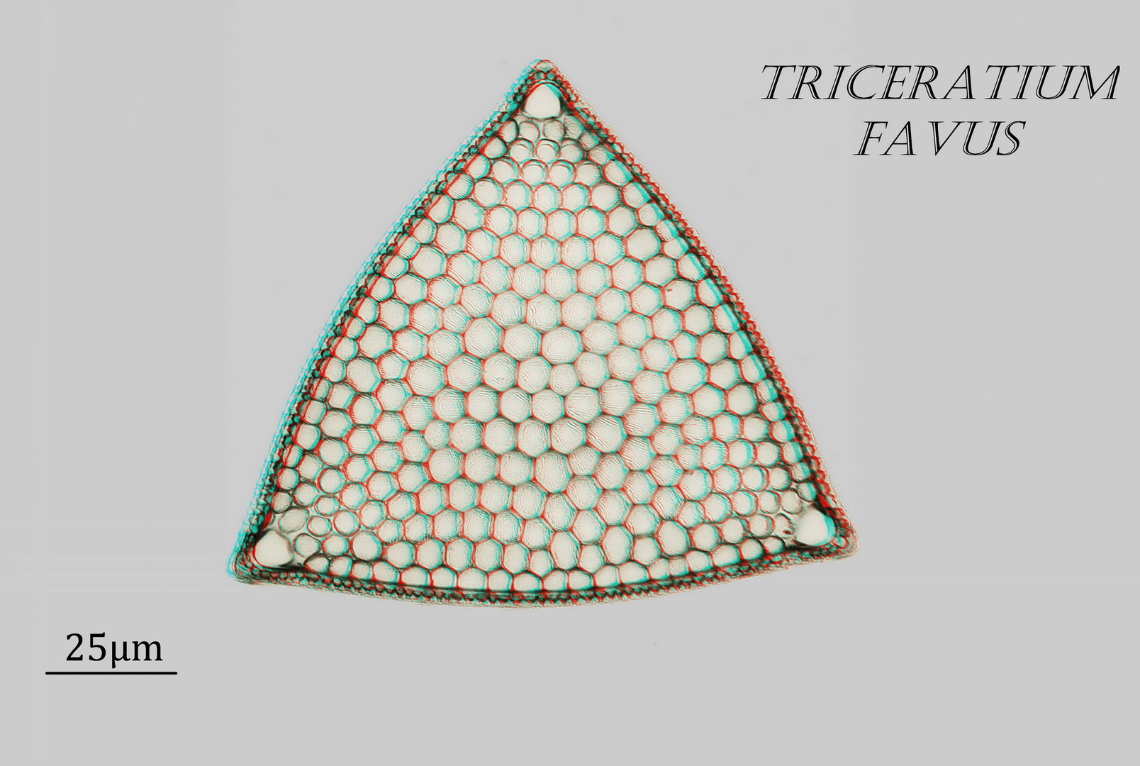 Triceratium favus in 3D Foto & Bild spezial, anaglyphen, techniken