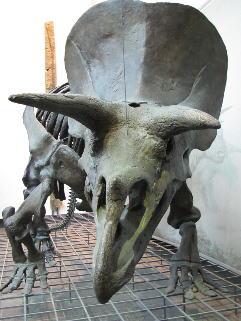 Triceratops