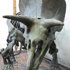 Triceratops