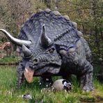 Triceratops