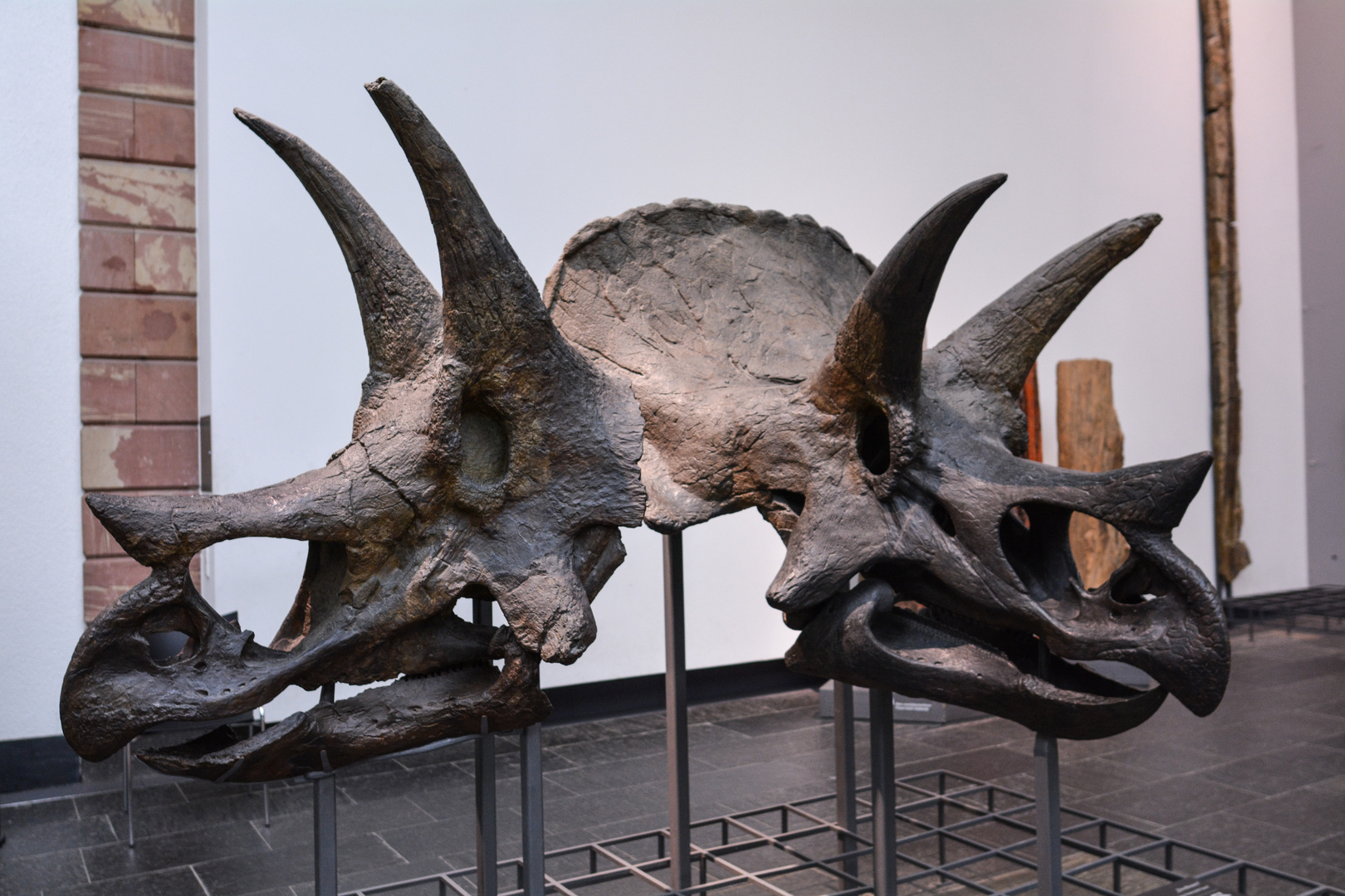 Triceratops - Köpfe im Senckenbergmuseum