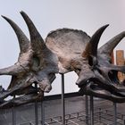 Triceratops - Köpfe im Senckenbergmuseum