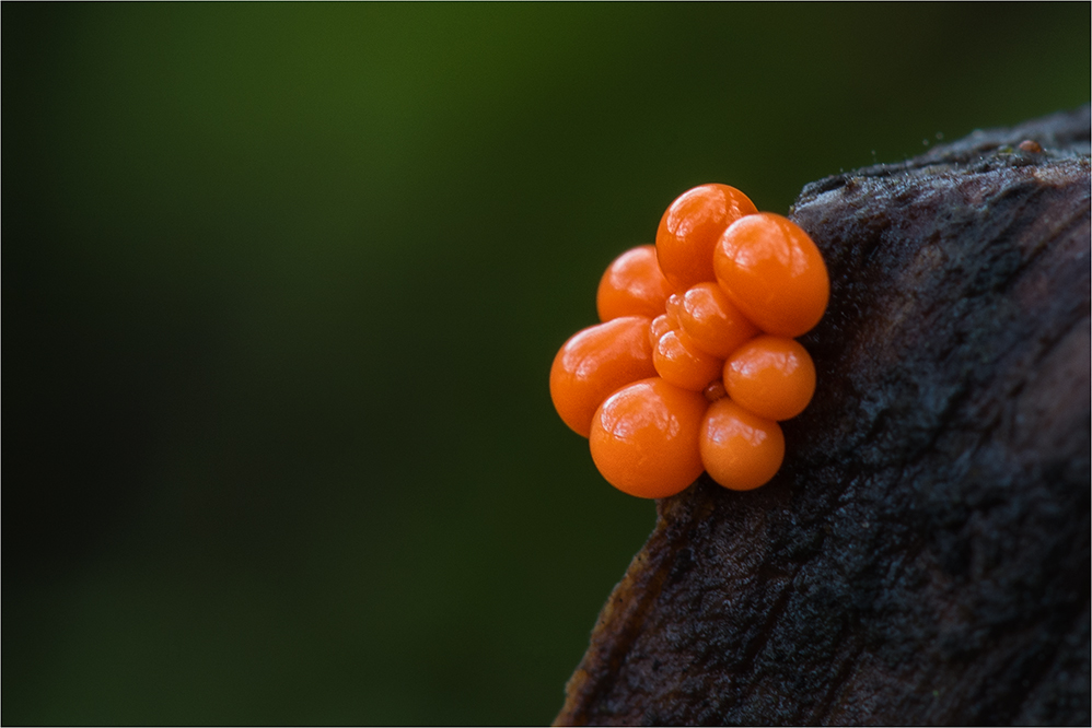 Trichia decipiens ?