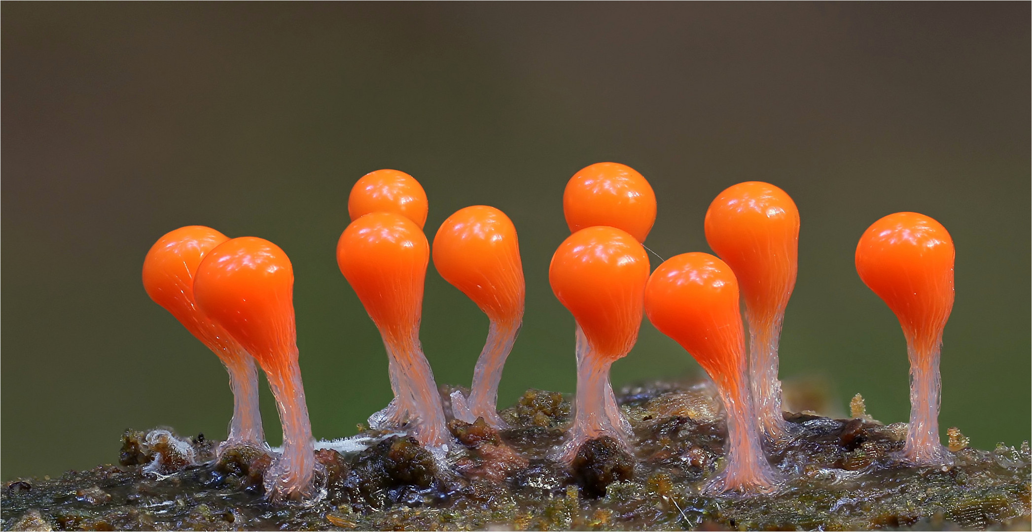 Trichia decipiens Foto & Bild pflanzen, pilze & flechten, pilze