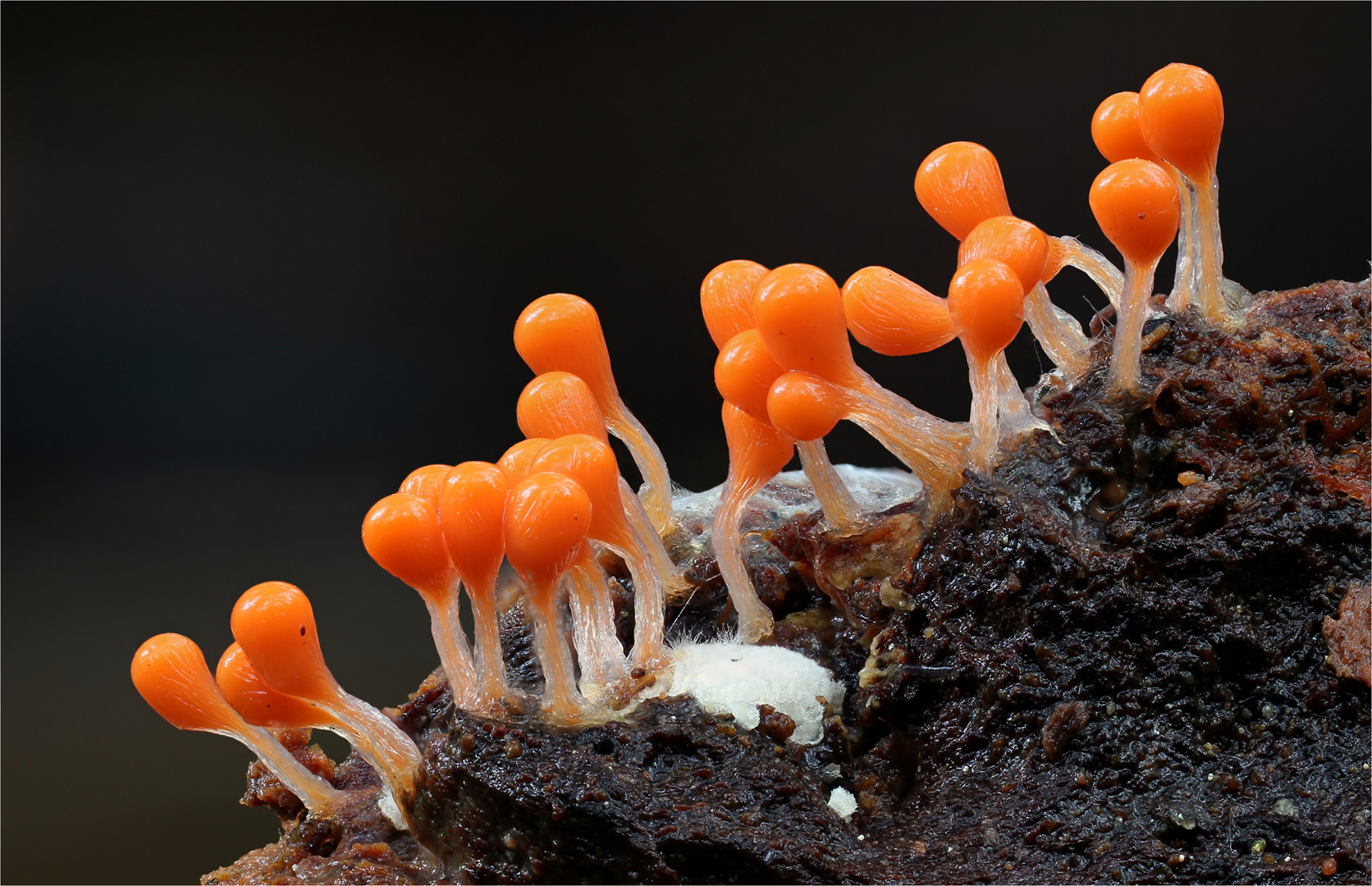 Trichia decipiens Foto & Bild pflanzen, pilze & flechten, pilze