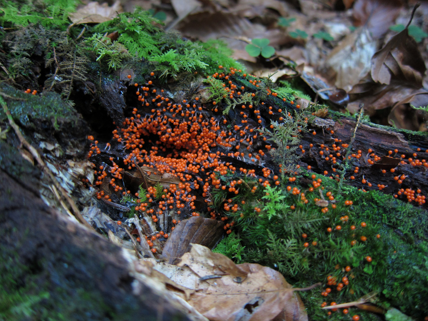 Trichia decipiens