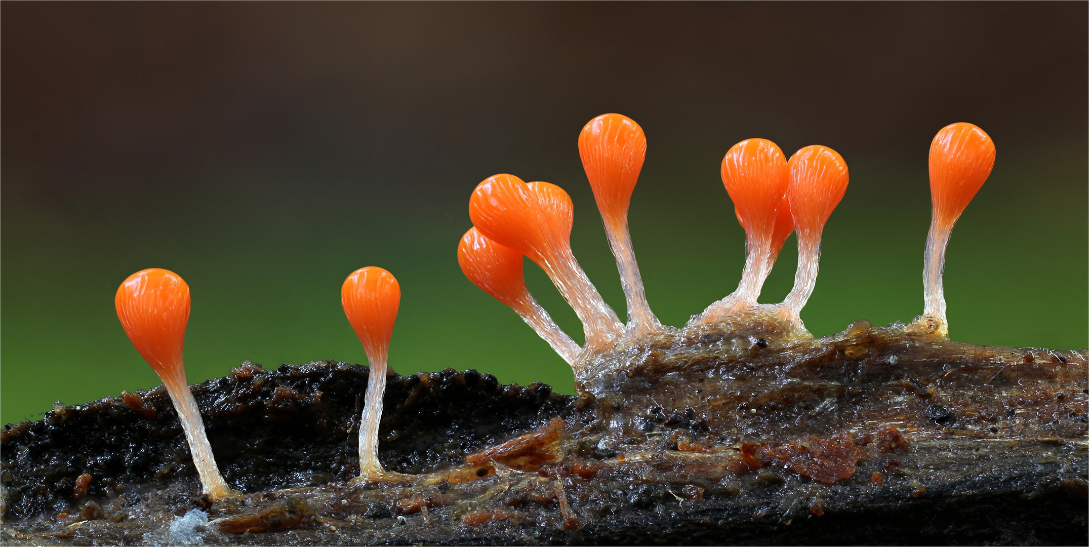 Trichia decipiens Foto & Bild pflanzen, pilze & flechten, pilze