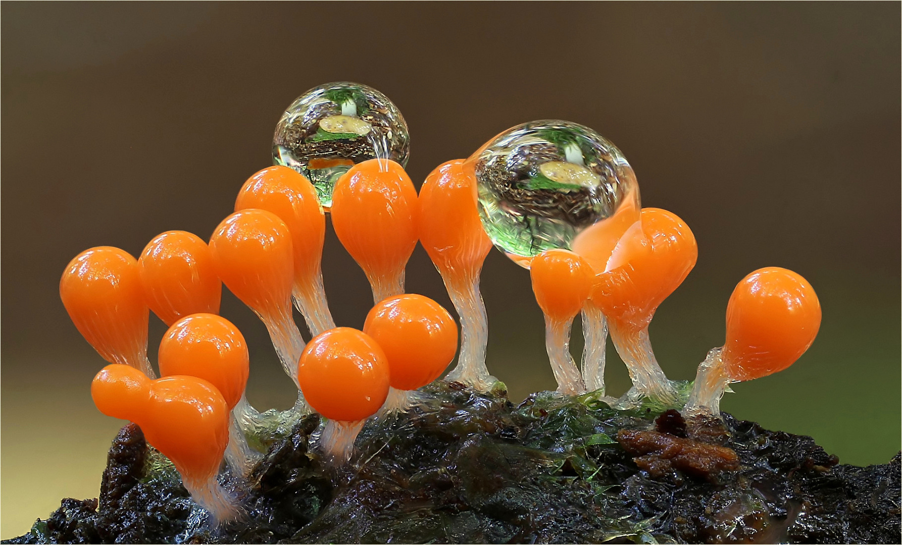 Trichia decipiens Foto & Bild pflanzen, pilze & flechten, pilze