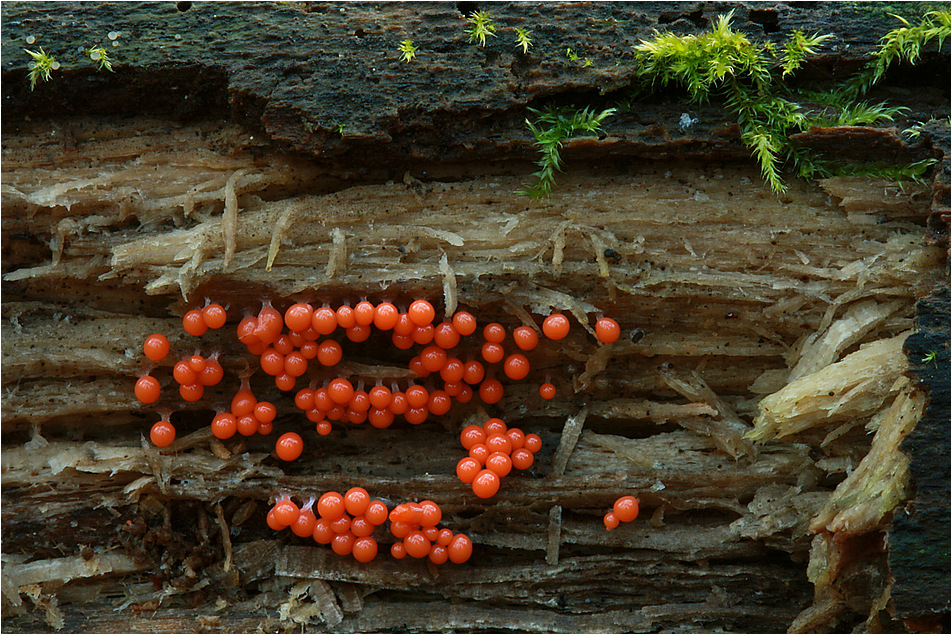 Trichia decipiens