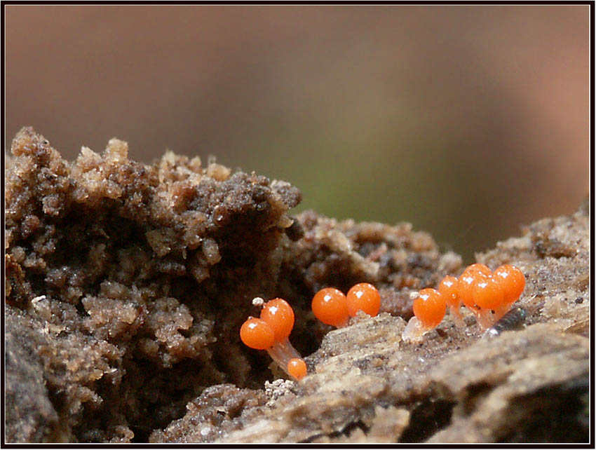 Trichia decipiens var. decipiens