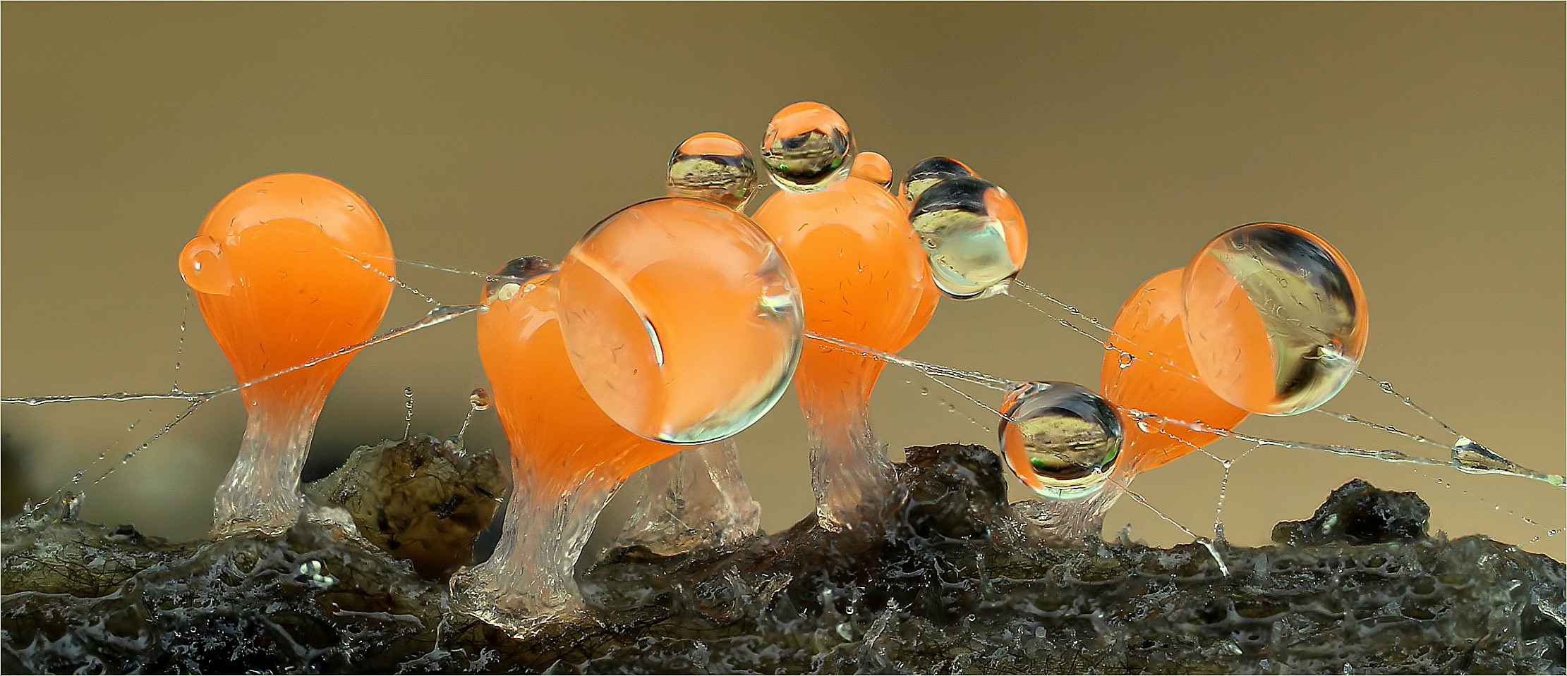 Trichia decipiens......verbunden Foto & Bild myxomyceten, makro