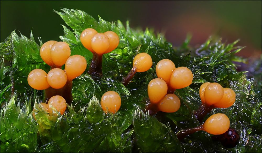 Trichia Foto & Bild pflanzen, pilze & flechten, pilze