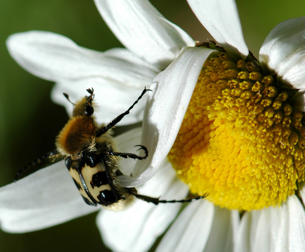 Trichie à bandes ( Trichius fasciatus ) sur une marguerite