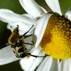 Trichie à bandes ( Trichius fasciatus ) sur une marguerite