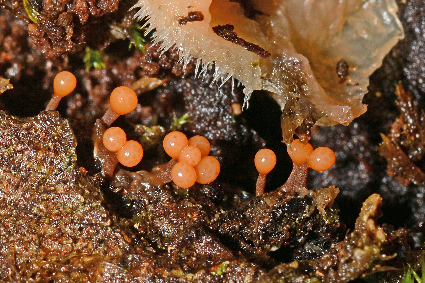 Trichiidae (Trichia decipiens) Rotköpfiger Schleimpilz