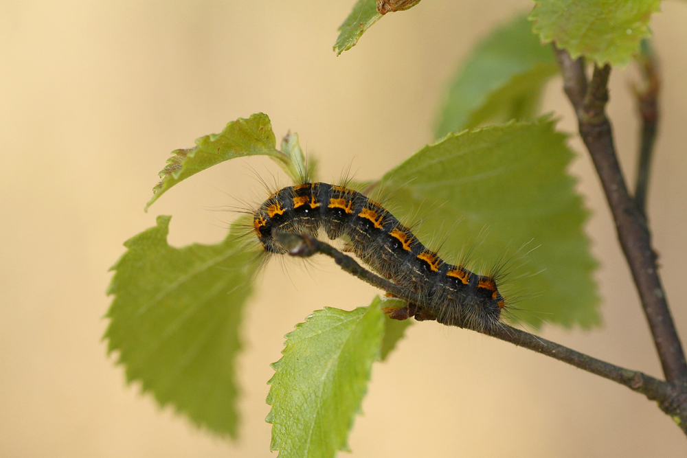 " Trichiura crataegi "