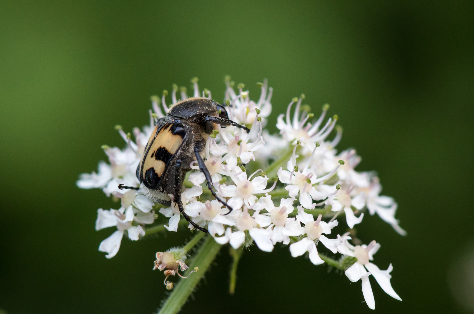 Trichius fasciatus