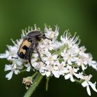 Trichius fasciatus