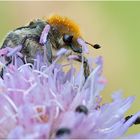 Trichius fasciatus