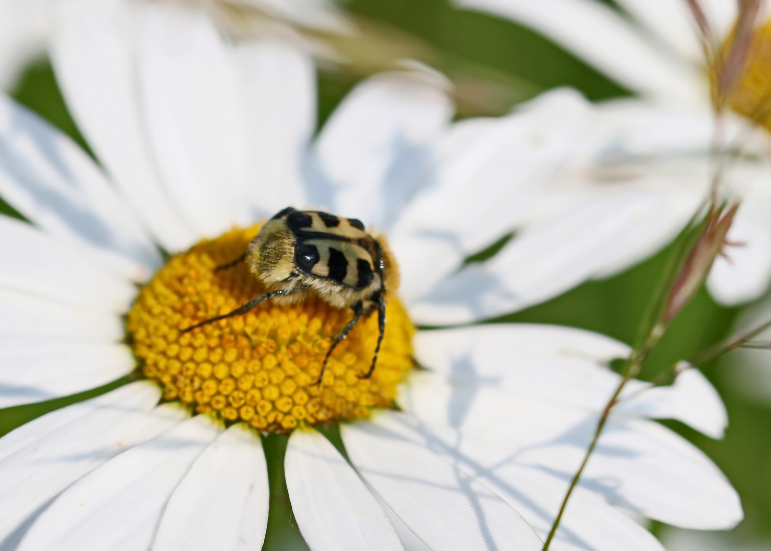 Trichius fasciatus