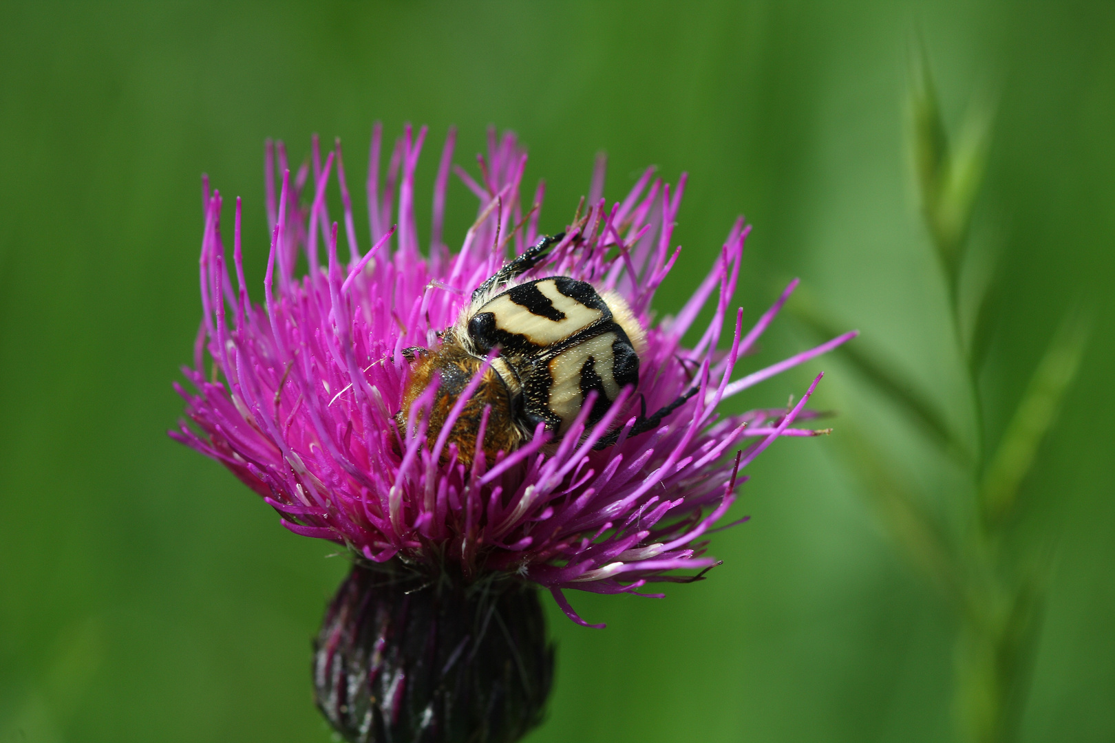 trichius fasciatus