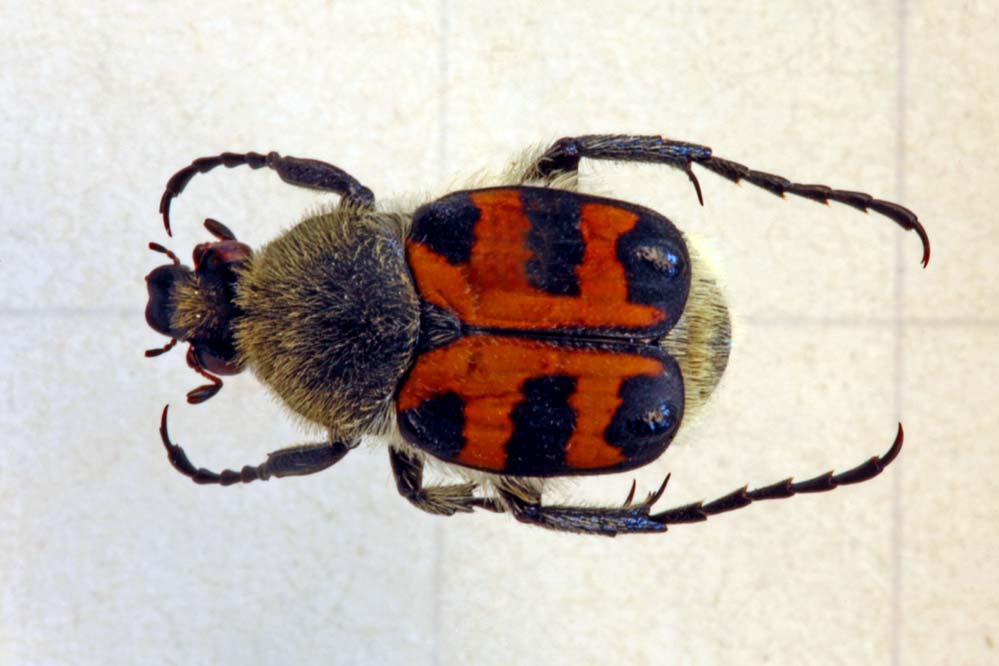 Trichius fasciatus