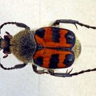 Trichius fasciatus