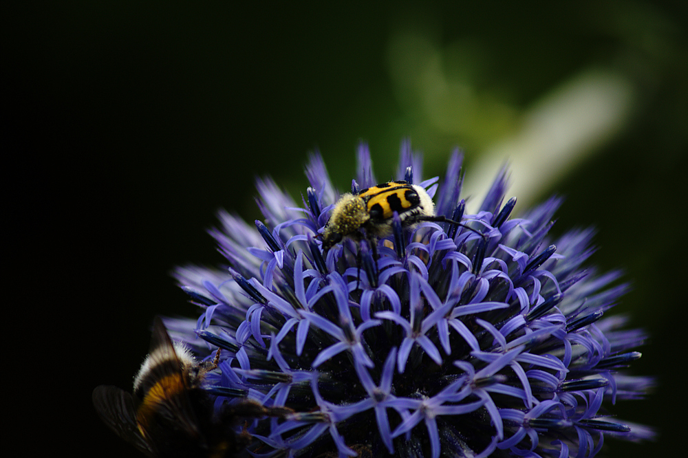 Trichius Fasciatus