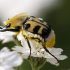 Trichius fasciatus ....