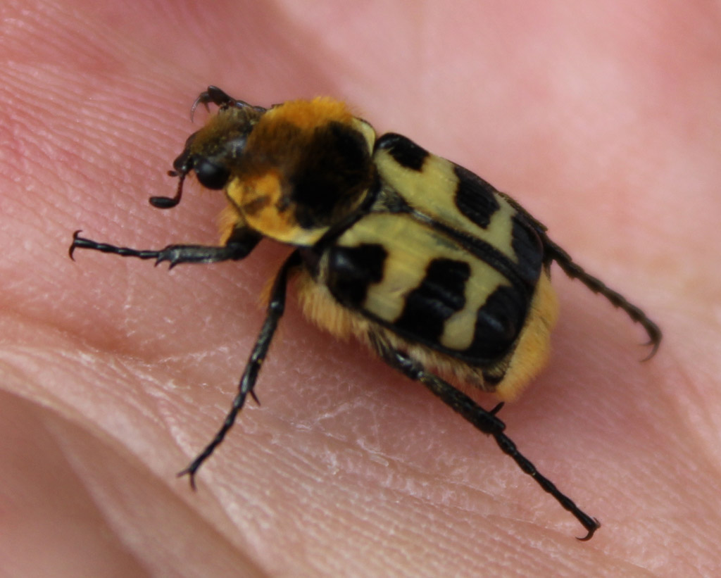 Trichius fasciatus- gebändeter Pinselkäfer 