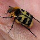 Trichius fasciatus- gebändeter Pinselkäfer 