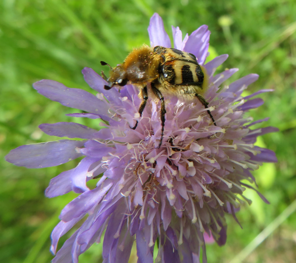  Trichius fasciatus- gebändeter Pinselkäfer 