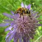  Trichius fasciatus- gebändeter Pinselkäfer 