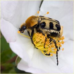 Trichius fasciatus, les pieds dans le plat