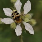 Trichius sp., Pinselkäfer 