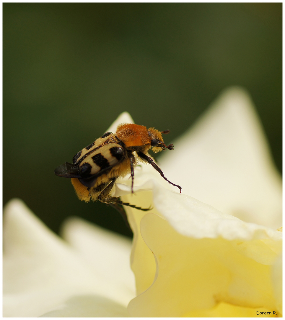 trichius zonatus